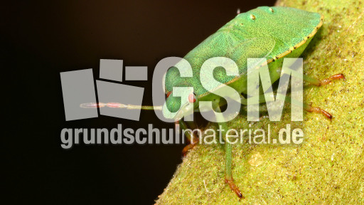 Grüne Stinkwanze_4.jpg